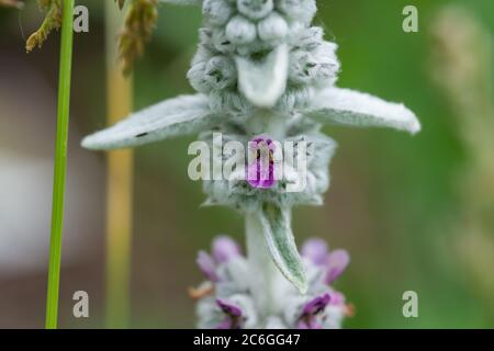 Lambs Ear Flower in Summer Stock Photo