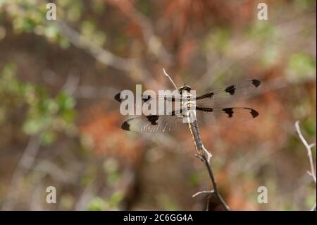 A female 12-spotted skimmer (Libellula pulchella) dragonfly rests on a twig Stock Photo
