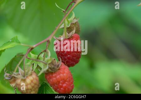Raspberry Fruits in Summer Stock Photo