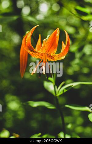 Single lily with morning dew Stock Photo