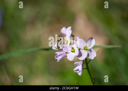 Sun Fly on Cuckooflowers in Springtime Stock Photo