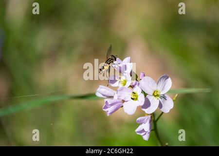 Sun Fly on Cuckooflowers in Springtime Stock Photo