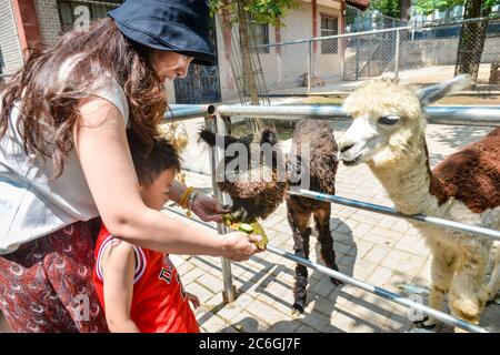 A person feeds an alpaca dumplings to celebrate Dragon Boat Festival at ...
