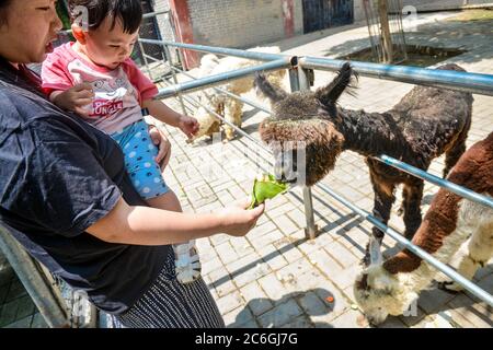 A person feeds an alpaca dumplings to celebrate Dragon Boat Festival at ...