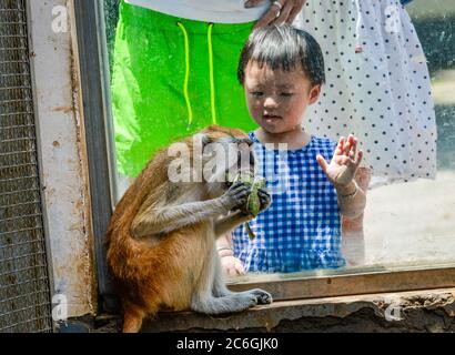 A kid watches a monkey eating dumplings to celebrate Dragon Boat ...