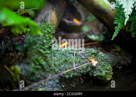 Tiny frog, Golden poison dart frog, colourful frog, tropical frog, mini frog, poisonous, tiny but deadly, small but deadly, frog on plant, golden frog Stock Photo