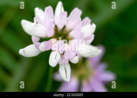 Securigera varia, Coronilla varia, crownvetch, purple crown vetchn pink meadow flowers closeup Stock Photo