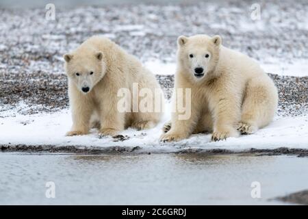 Standing Polar bear (Ursus maritimus) in Kaktovik, Alaska Stock Photo