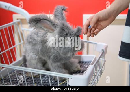 --FILE--Customers play and take photos with rabbit at a caf¨¦ which is characterized by rabbit interaction and where customers can have afternoon tea, Stock Photo