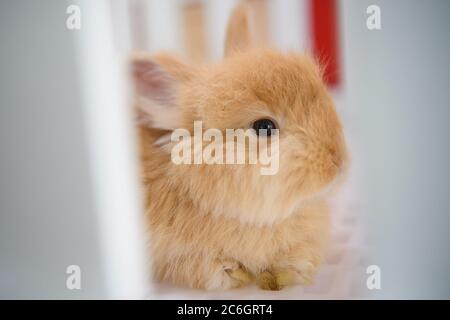 --FILE--Customers play and take photos with rabbit at a caf¨¦ which is characterized by rabbit interaction and where customers can have afternoon tea, Stock Photo