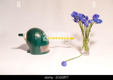 Blue flowers and School Mechanical Pencil Sharpener are on the white table  Stock Photo