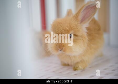 --FILE--Customers play and take photos with rabbit at a caf¨¦ which is characterized by rabbit interaction and where customers can have afternoon tea, Stock Photo