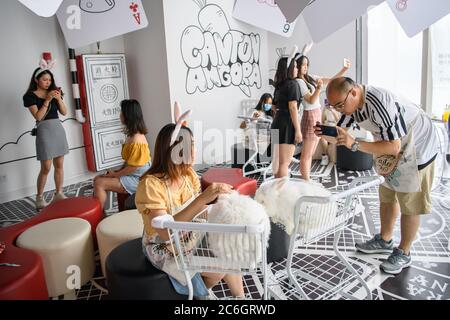 --FILE--Customers play and take photos with rabbit at a caf¨¦ which is characterized by rabbit interaction and where customers can have afternoon tea, Stock Photo