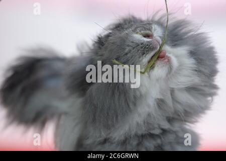 --FILE--Customers play and take photos with rabbit at a caf¨¦ which is characterized by rabbit interaction and where customers can have afternoon tea, Stock Photo