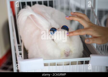 --FILE--Customers play and take photos with rabbit at a caf¨¦ which is characterized by rabbit interaction and where customers can have afternoon tea, Stock Photo