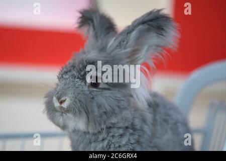 --FILE--Customers play and take photos with rabbit at a caf¨¦ which is characterized by rabbit interaction and where customers can have afternoon tea, Stock Photo