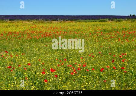 Meadow with yellow wildflowers and red poppies in Provence, purple lavender field in the background, blue sky