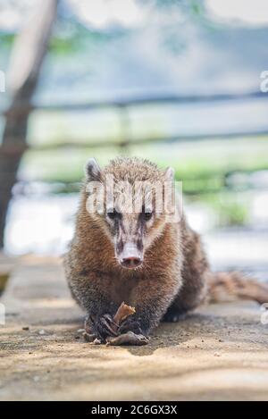 South American Coati (Nasua nasua) by the Iguazu Falls. Stock Photo