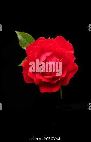 Red rose in bloom Stock Photo