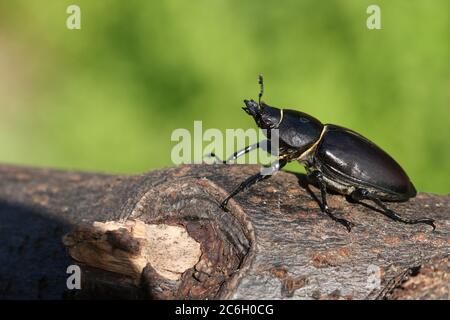 A magnificent rare female Stag Beetle, Lucanus cervus, walking over a dead log in woodland. Stock Photo