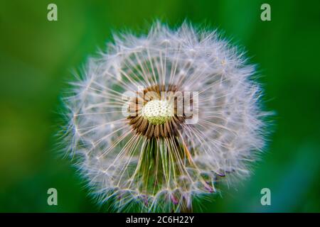 A dandelion with its seeds at sight on a green background, Taraxacum erythrospermum Stock Photo