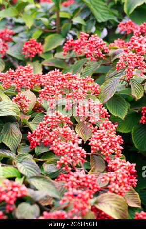 Viburnum plicatum f. tomentosum 'Cascade' berries. Stock Photo