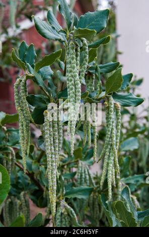 Garrya elliptica, Evie Silk Tassel Shrub (or Bush), planted in Melbourne, Australia Stock Photo