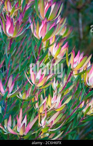 Protea leucadendron, a South African native, flowering in Melbourne, Australia, July 2020 Stock Photo
