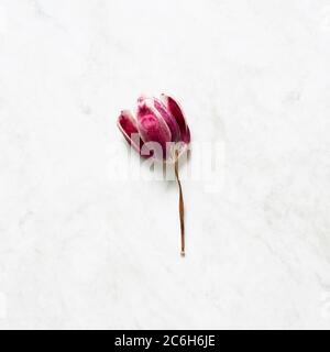 Red purple dry tulip flower on white gray background. flat lay, top view, copy space Stock Photo