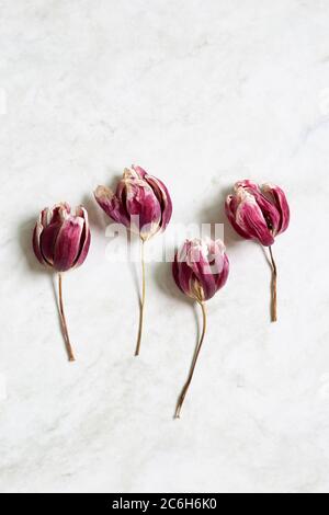Red purple dry tulip flower on white gray background. flat lay, top view, copy space Stock Photo