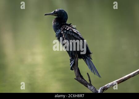 indian cormorant or Indian shag or Phalacrocorax fuscicollis different plumage perched in natural green background at keoladeo national park bharatpur Stock Photo