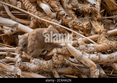 Rock Hyrax, (Procavia capensis). Photographed in Israel Stock Photo