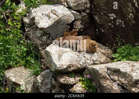 A family of Rock Hyrax, (Procavia capensis). Photographed in Israel Stock Photo