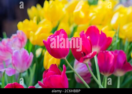 fied of blooming tulips od pink, yellow and wjite colores Stock Photo