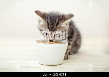 Kitten eating. Striped gray kitten eat cats food feed from white bowl with cat food on wooden floor. Stock Photo