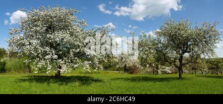 Panorama of blooming apple trees in an old orchard Stock Photo