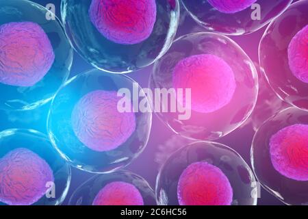 Body cells under a microscope. A good illustration as a representation of research of stem cells, cellular therapy and regeneration and many other con Stock Photo