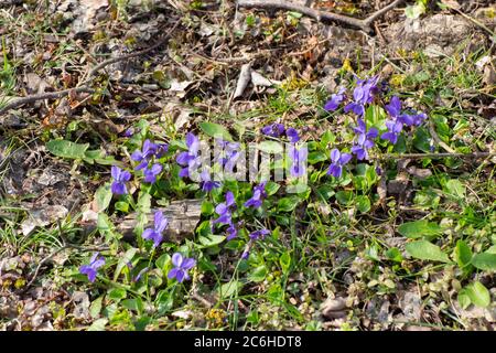 Wild growing violets between dry twigs and leaves in the forest, Viola reichenbachiana Stock Photo