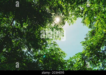 Background of bright green foliage against the blue sky. Summer nature concept. Selective focus. Stock Photo