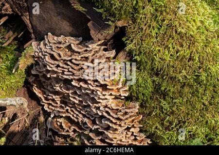 Butterfly tramete and moss on a tree trunk, also known as Trametes versicolor, Coriolus versicolor, Polyporus versicolor or Schmetterlingstramete Stock Photo