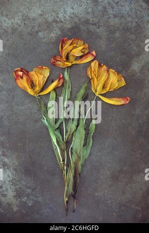 Three dried yellow and red tulip flowers and stems with leaves lying on tarnished metal Stock Photo