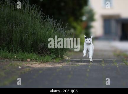 black and white domestic shorthair cat running towards camera on the sidewalk next to a bush
