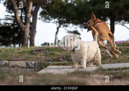 Two dogs, one white small maltese and a bigger brown one standing together looking into the distance. Concept of companionship and togetherness, prepa Stock Photo