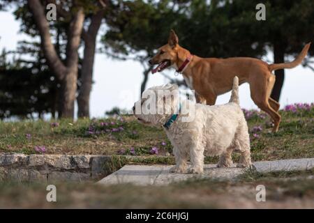 Two dogs, one white small maltese and a bigger brown one standing together looking into the distance. Concept of companionship and togetherness, prepa Stock Photo