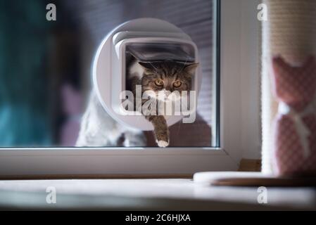 british shorthair cat entering the room by passing through a catflap in window. the cat is looking at the camera. Stock Photo