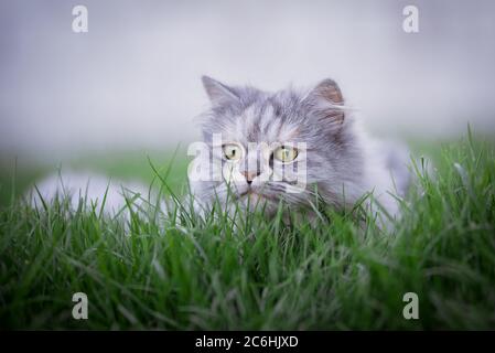 blue tabby persian cat lurking in the grass