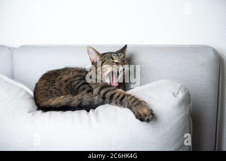 tabby shorthair cat resting on gray sofa pillow yawning stretching out paw Stock Photo