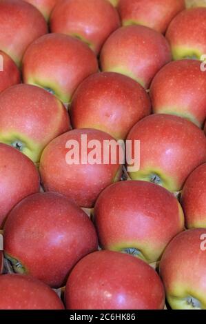Apfel Malus domestica KANZI, Apple Malus domestica KANZI Stock Photo