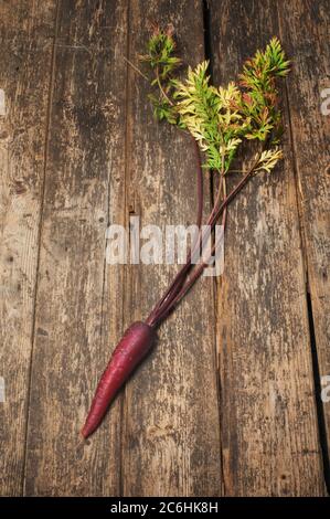 Studio shot of purple carrots on a rustic wooden background - John Gollop Stock Photo