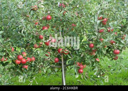 Zwerg-Apfel Malus Domestica MINI-COX®, Dwarf Apple Malus Domestica MINI ...